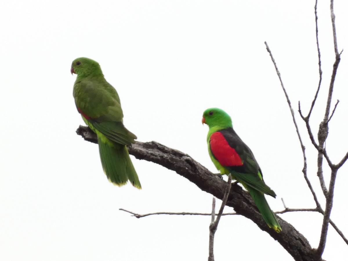 Red-winged Parrot - Ian Starling