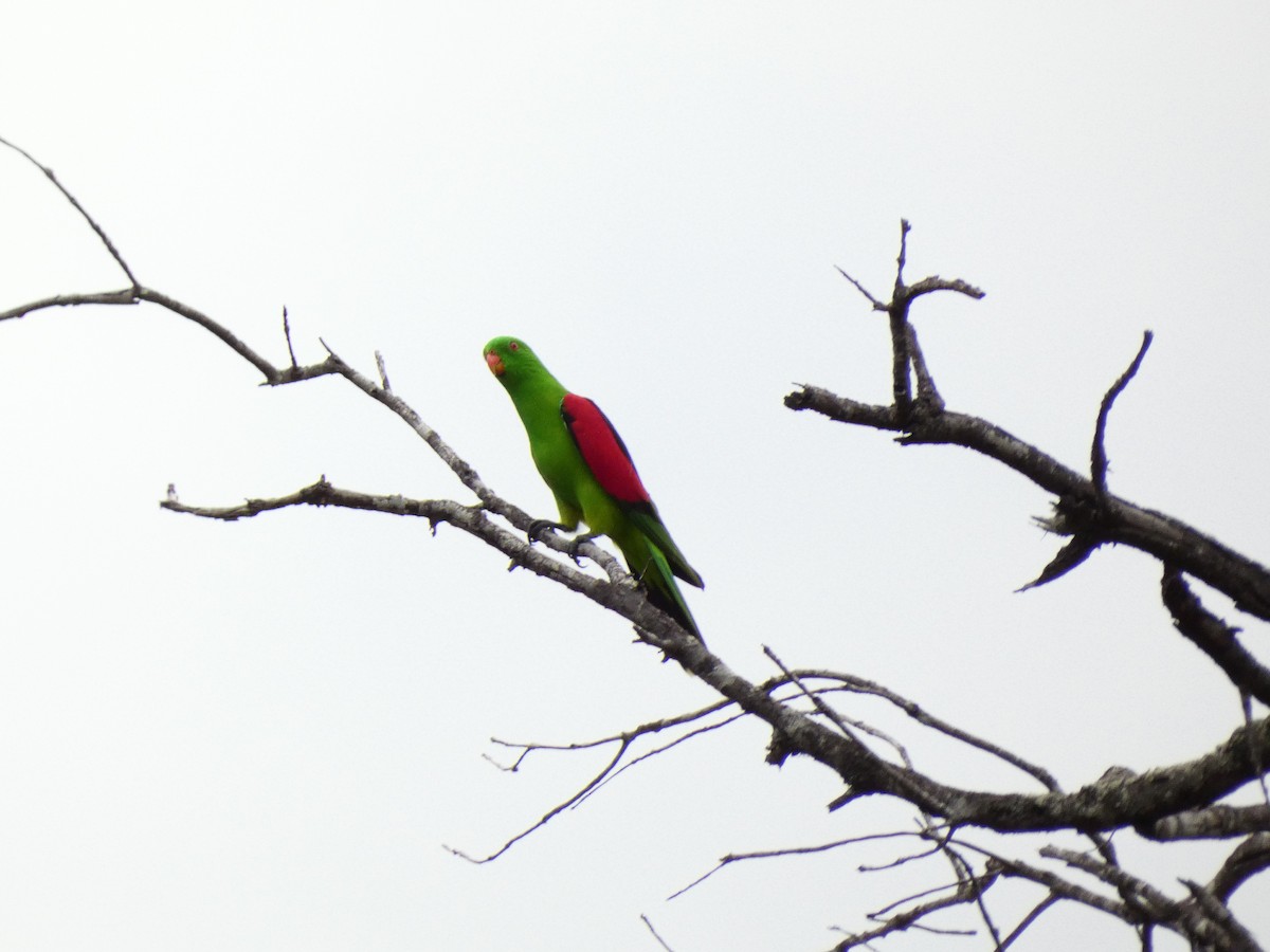 Red-winged Parrot - ML617967178