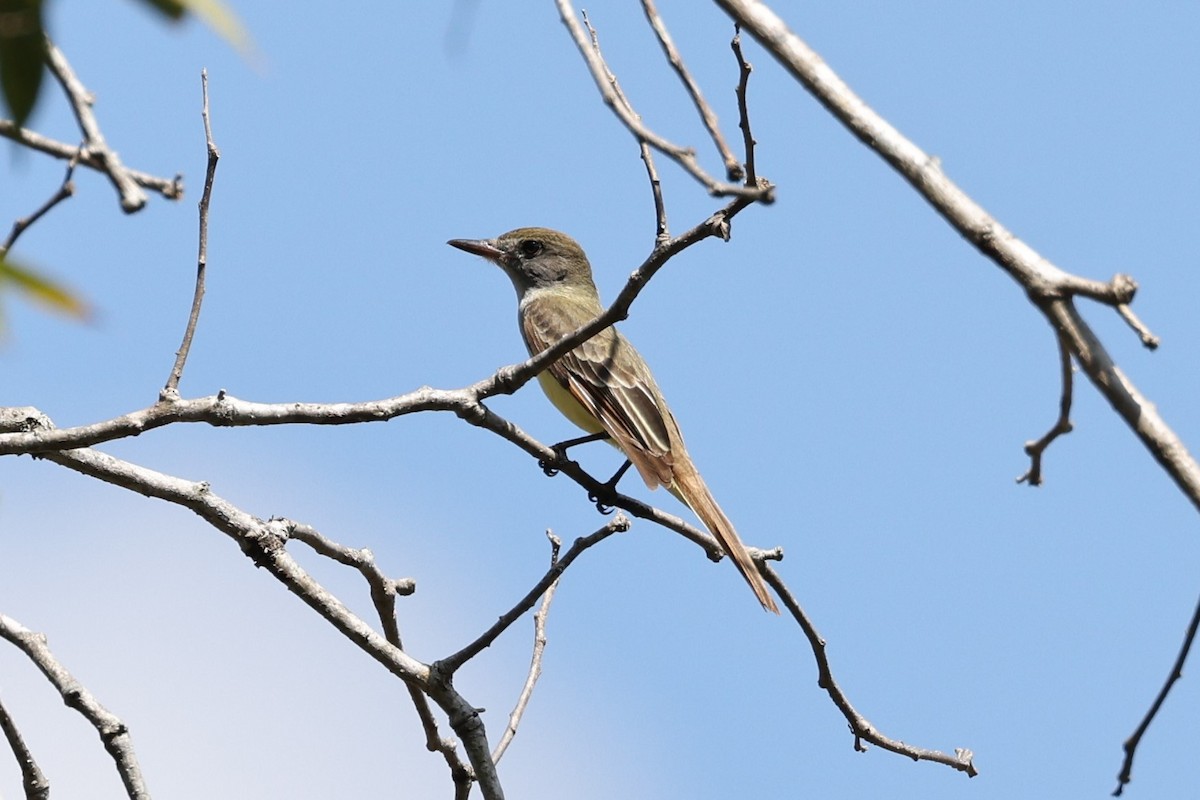 Great Crested Flycatcher - ML617967190