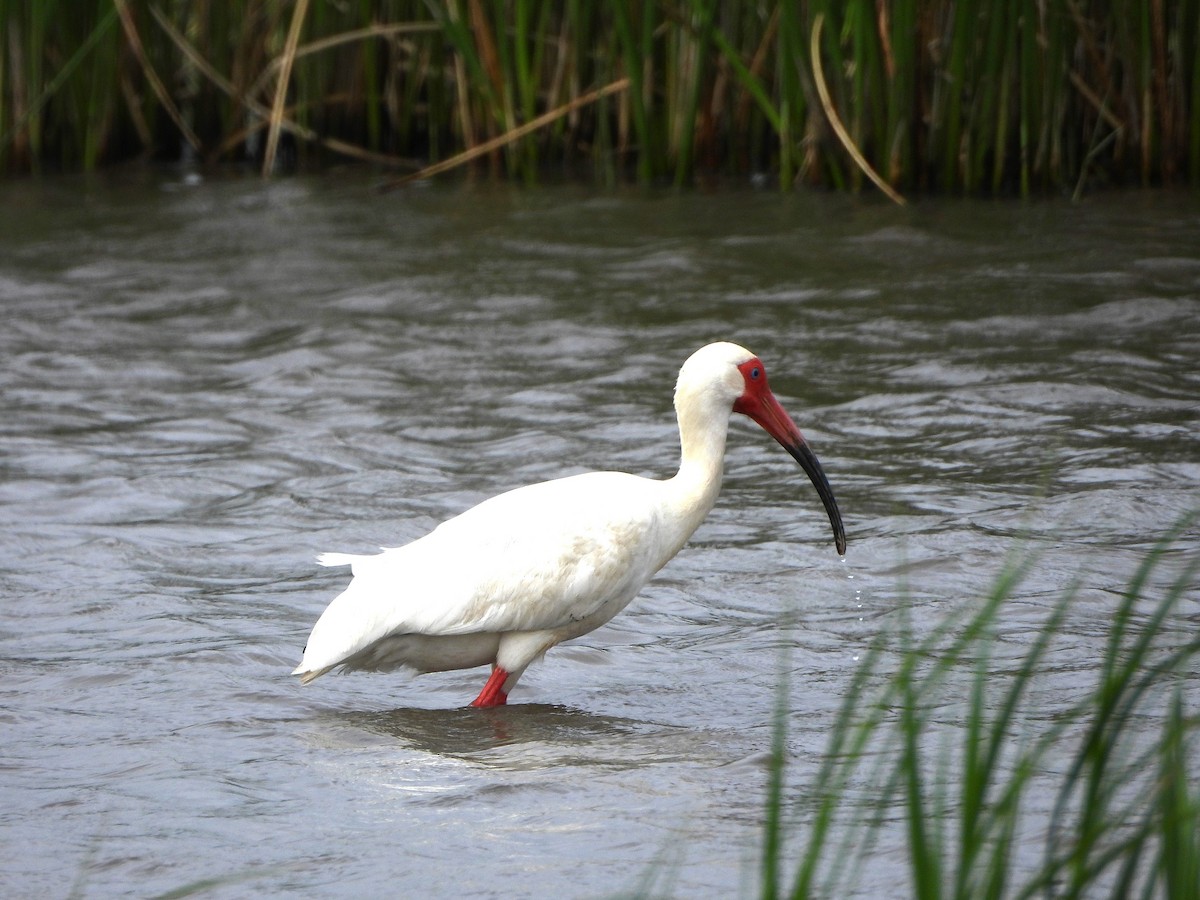 ibis bílý - ML617967201