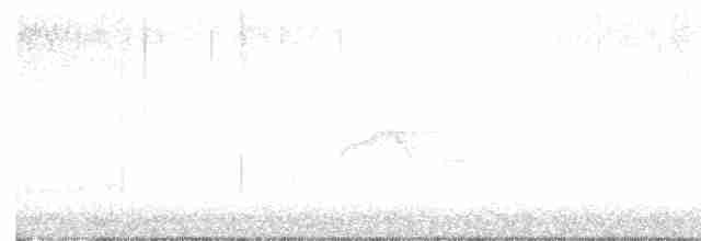 Weißbauch-Phoebetyrann - ML617967225