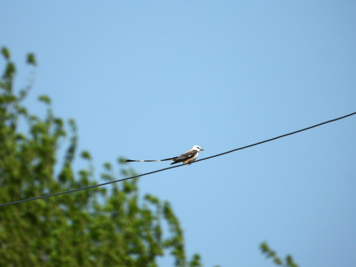 Scissor-tailed Flycatcher - ML617967228
