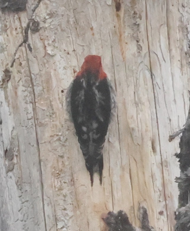Red-breasted Sapsucker - Jim Parker