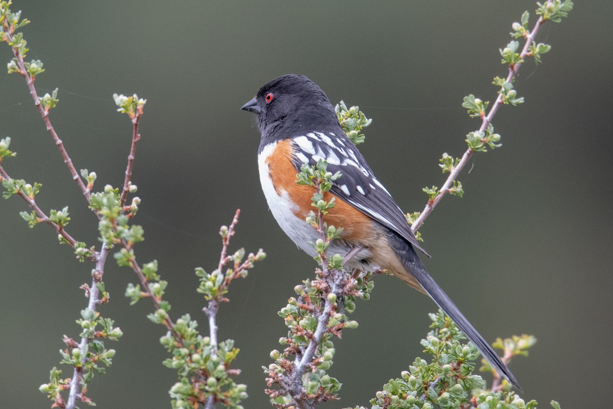 Spotted Towhee - ML617967259
