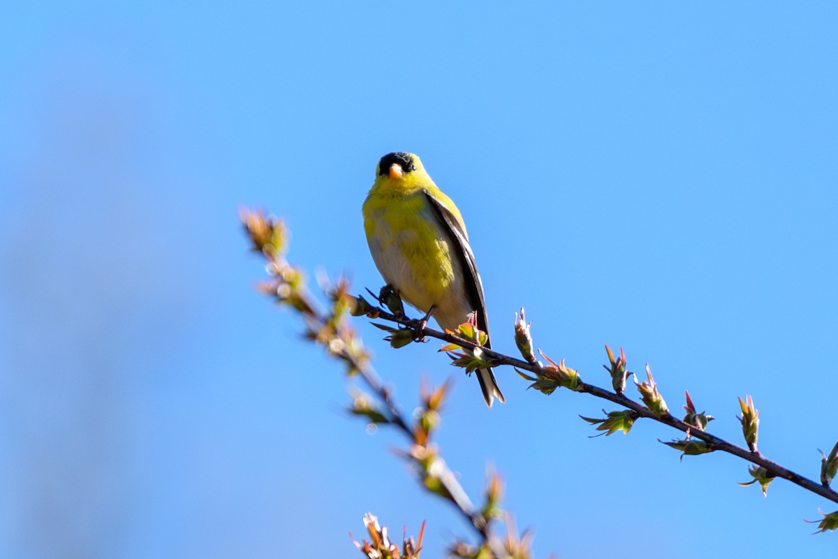 American Goldfinch - Andrew W.