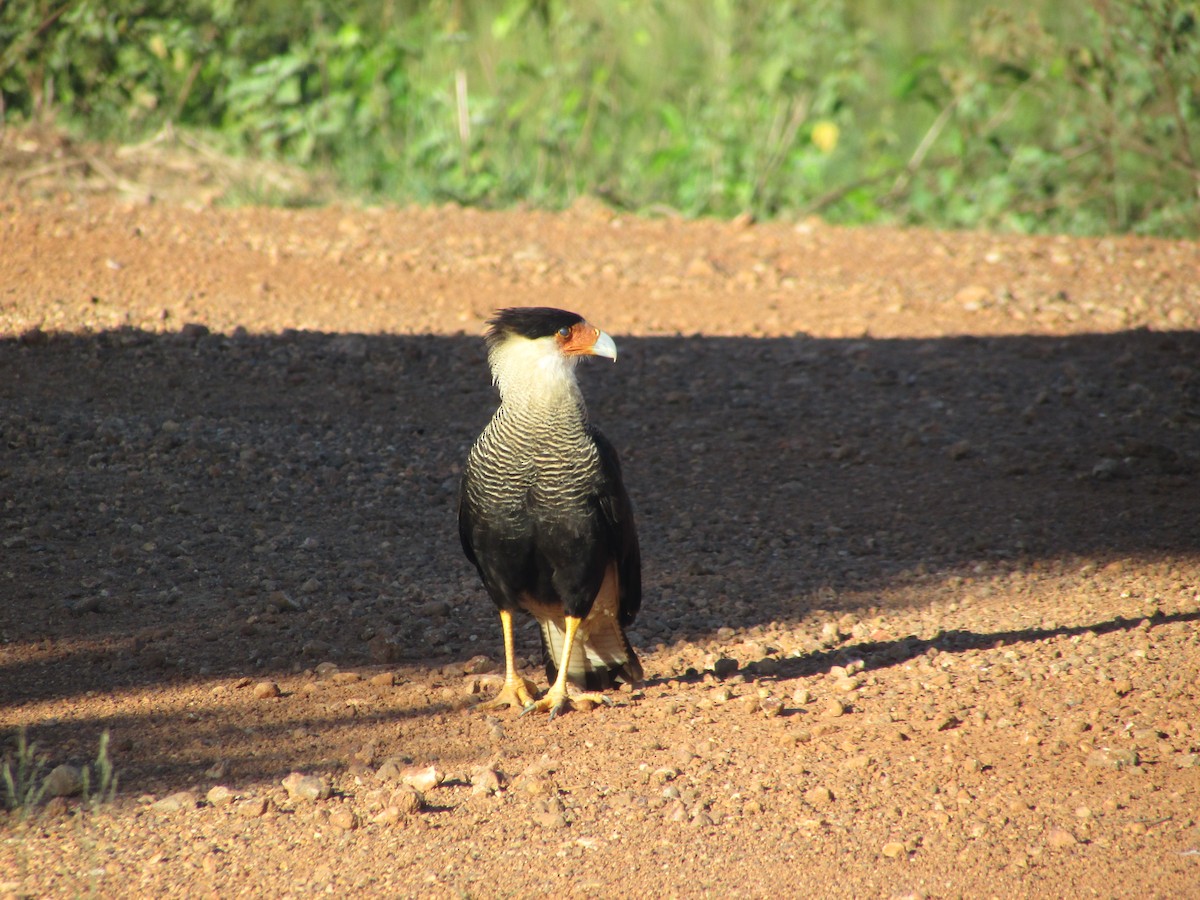 Crested Caracara (Southern) - ML617967276