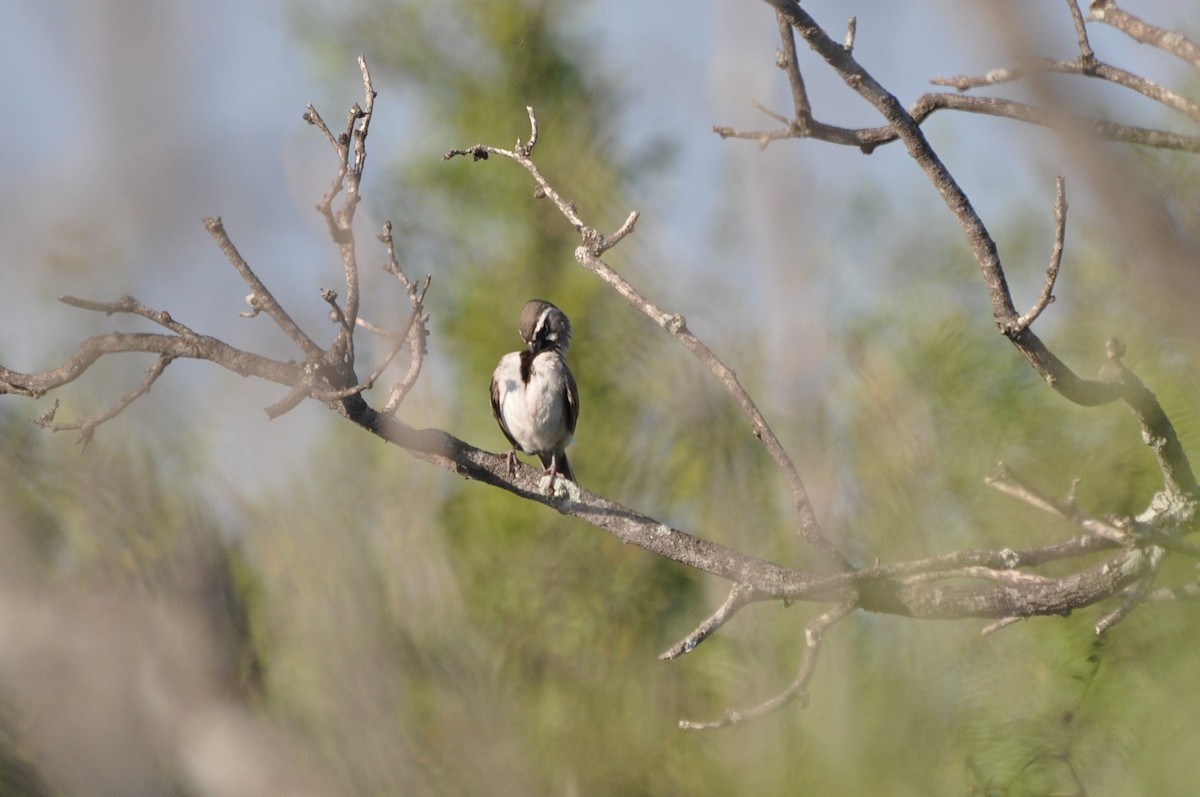 Black-throated Sparrow - ML617967354