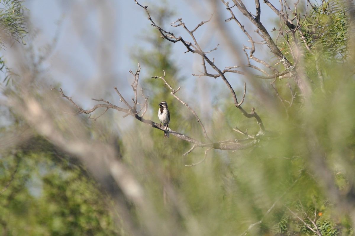 Black-throated Sparrow - ML617967356