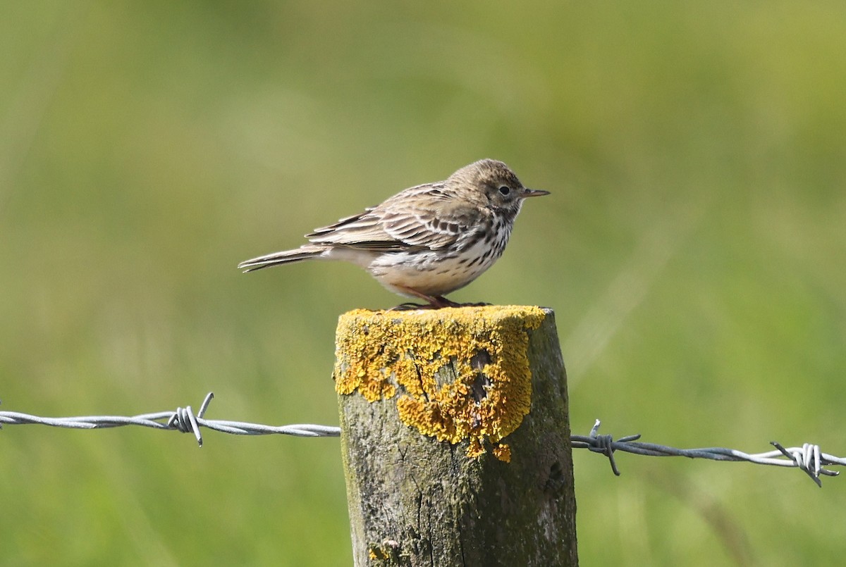 Meadow Pipit - ML617967384