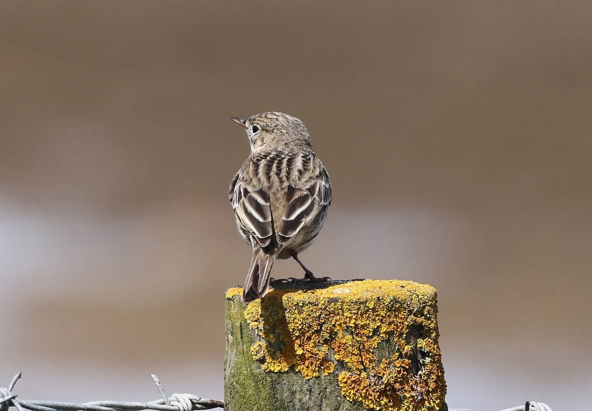 Meadow Pipit - ML617967385