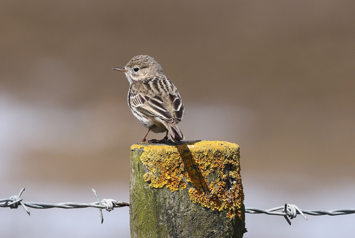 Meadow Pipit - ML617967386