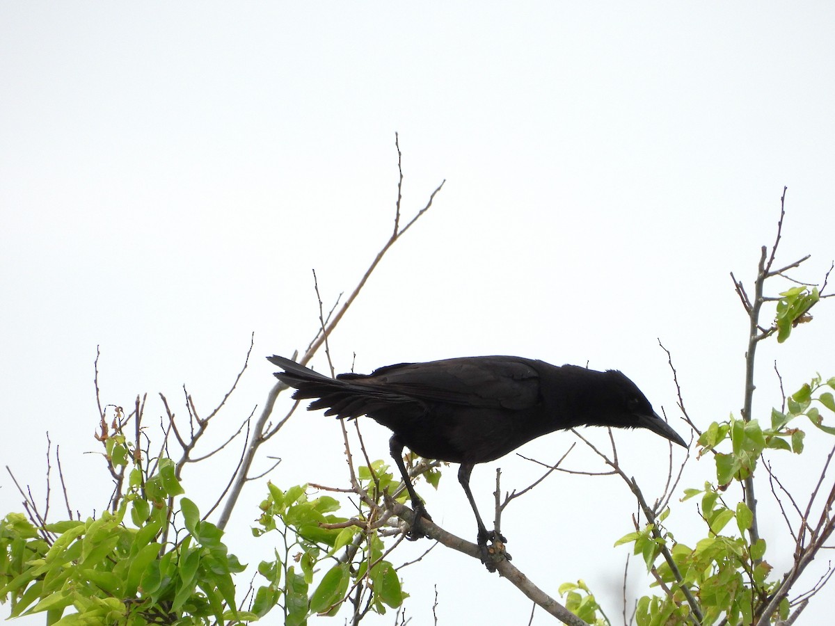 Boat-tailed Grackle - ML617967396
