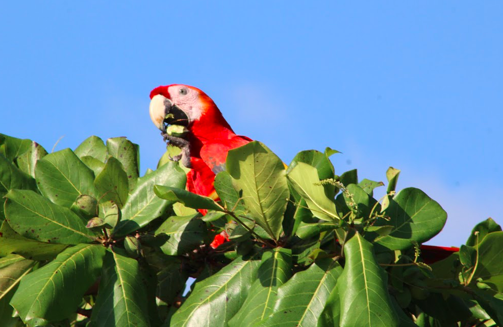 Scarlet Macaw - Max Cornejo Rodriguez