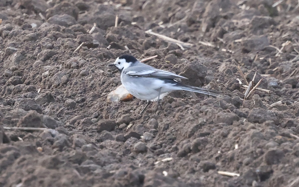 White Wagtail (White-faced) - ML617967474