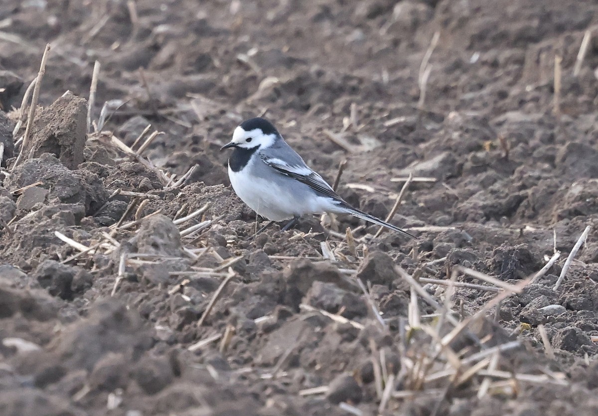 White Wagtail (White-faced) - ML617967475