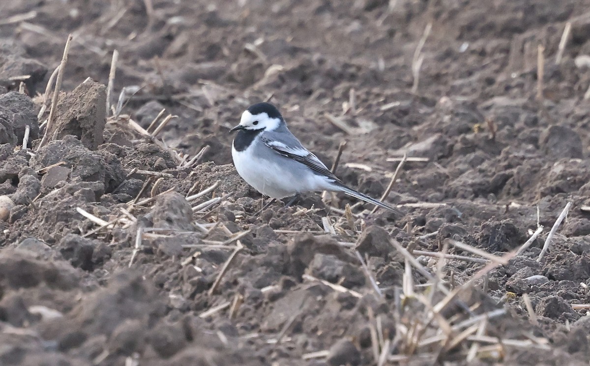 White Wagtail (White-faced) - ML617967476