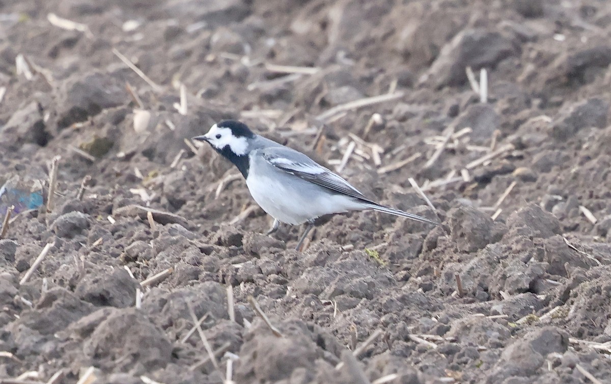 White Wagtail (White-faced) - ML617967477