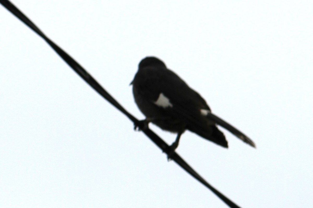 Pied Currawong - ML617967516