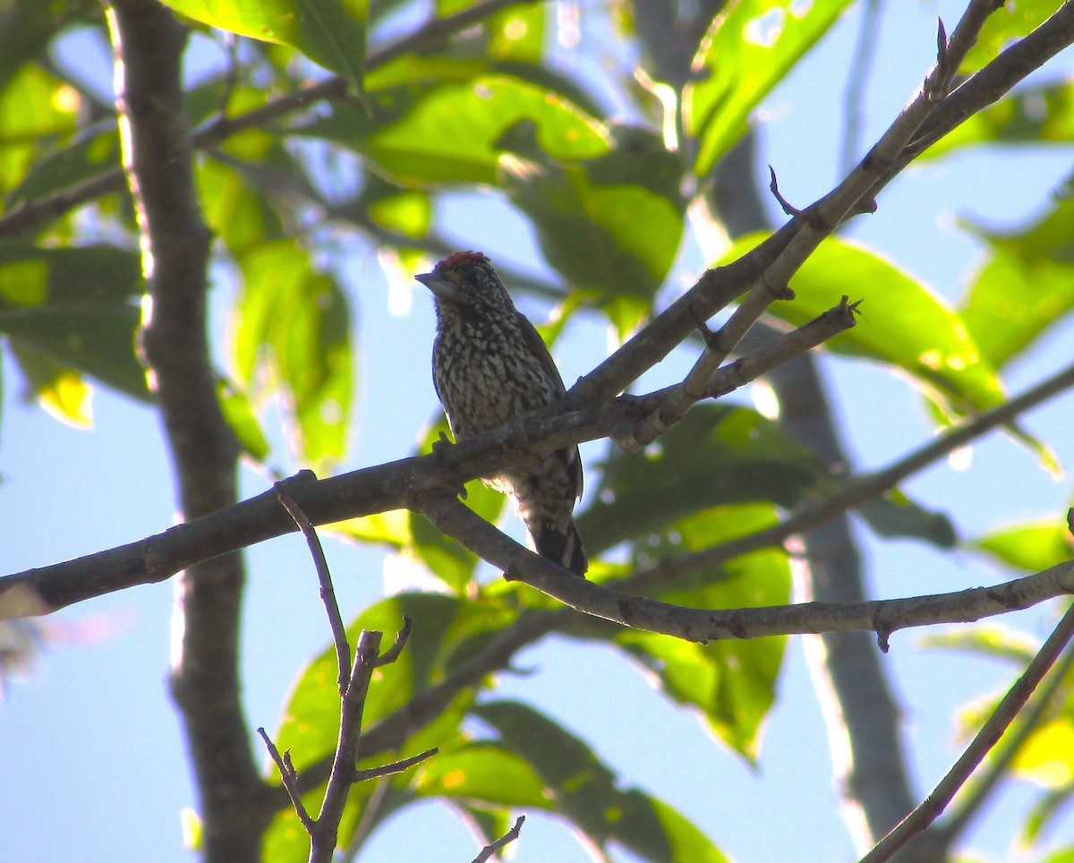 White-wedged Piculet - ML617967525