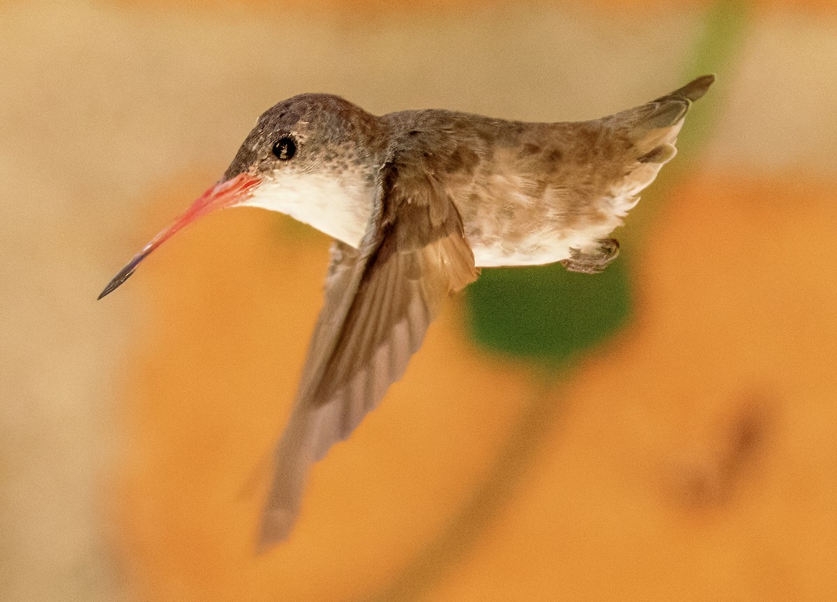 kolibřík fialovokorunkatý - ML617967529