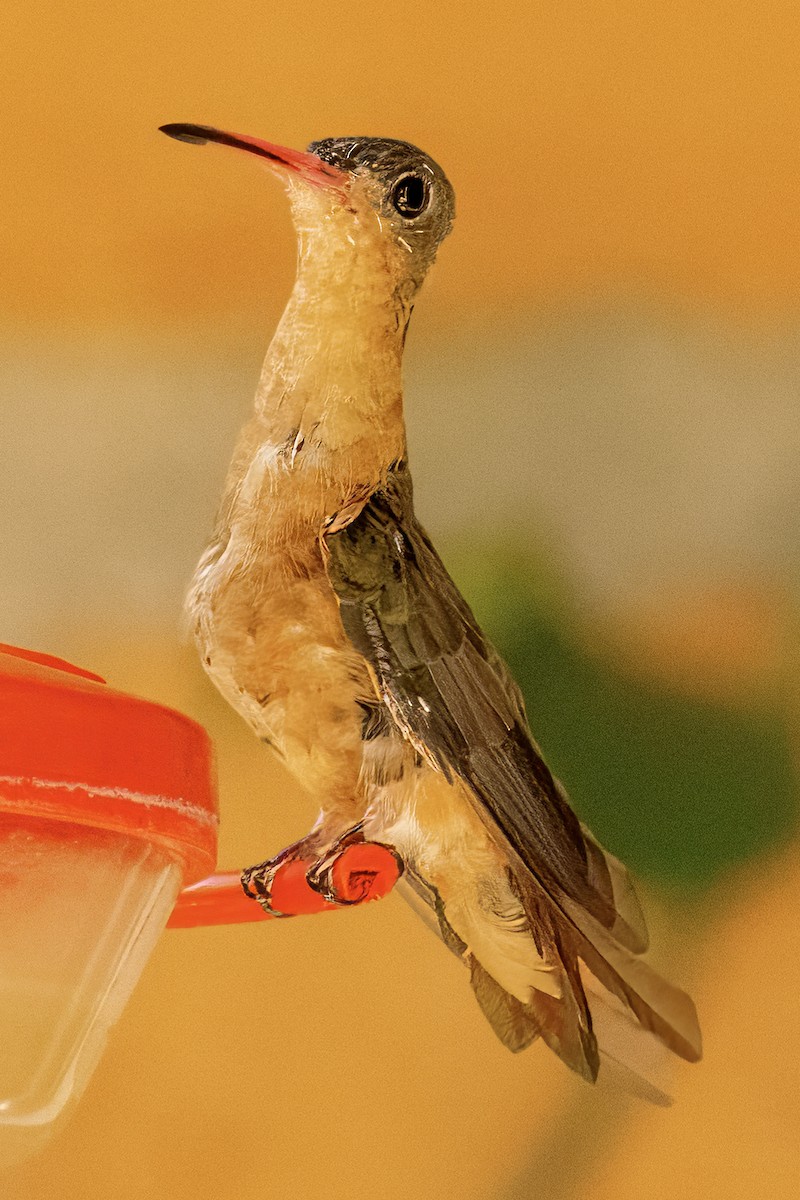 Violet-crowned Hummingbird - ML617967530