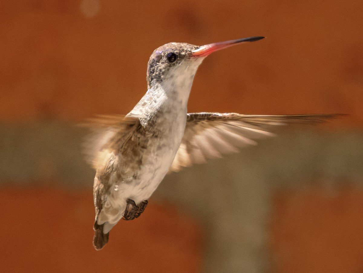kolibřík fialovokorunkatý - ML617967531