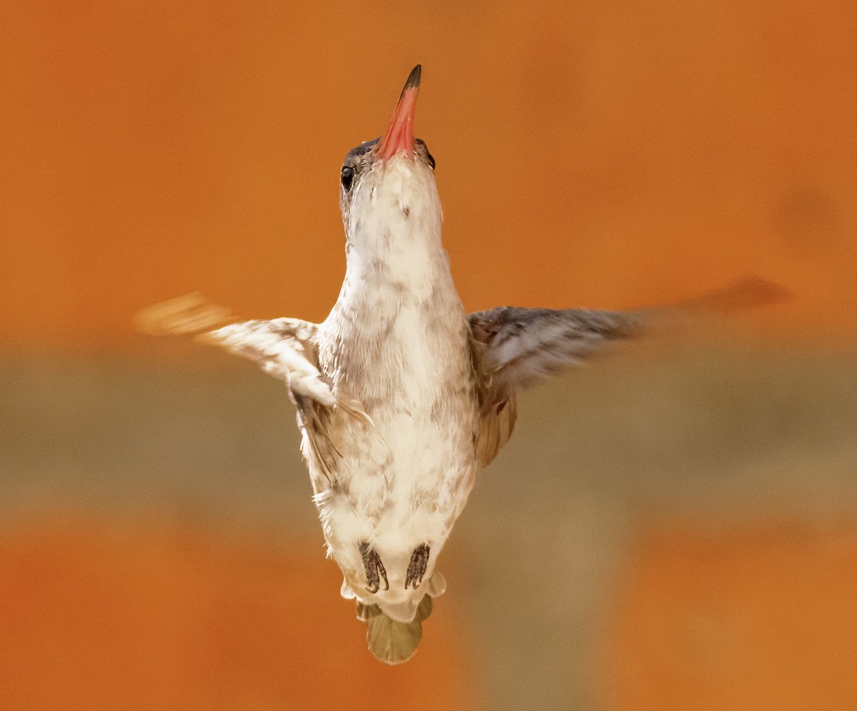 kolibřík fialovokorunkatý - ML617967533
