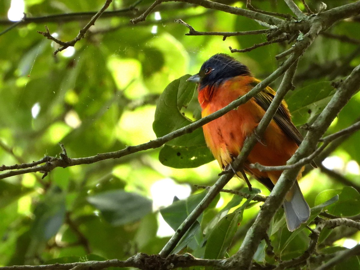 Painted Bunting - ML617967568
