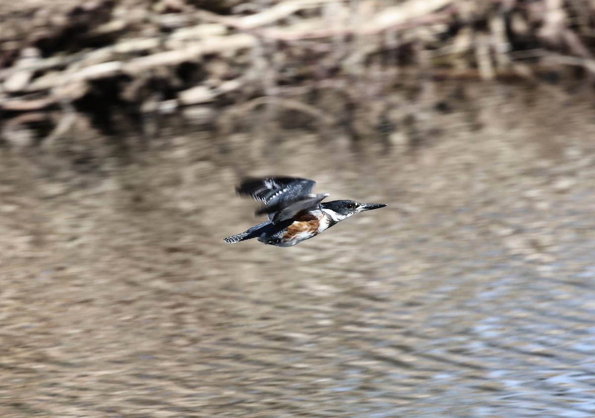 Belted Kingfisher - ML617967661