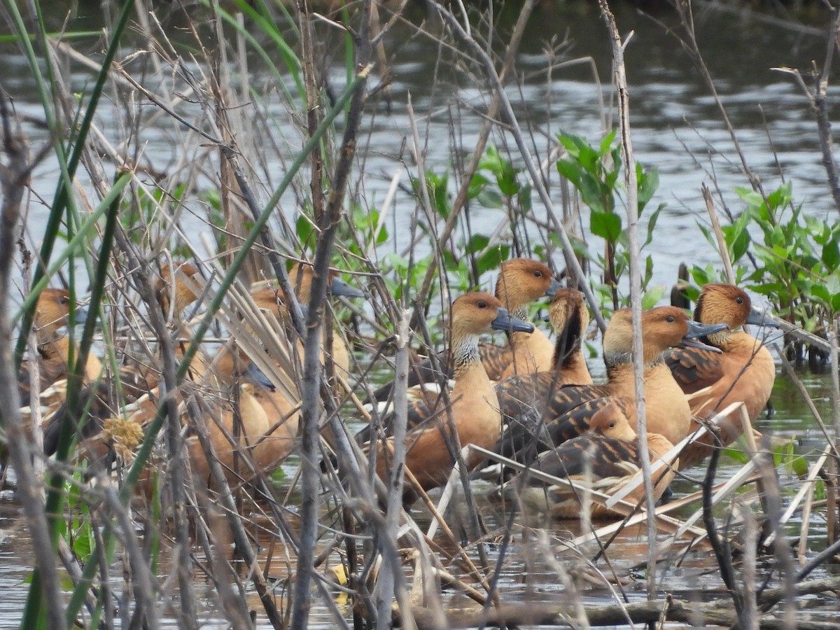 Fulvous Whistling-Duck - ML617967711