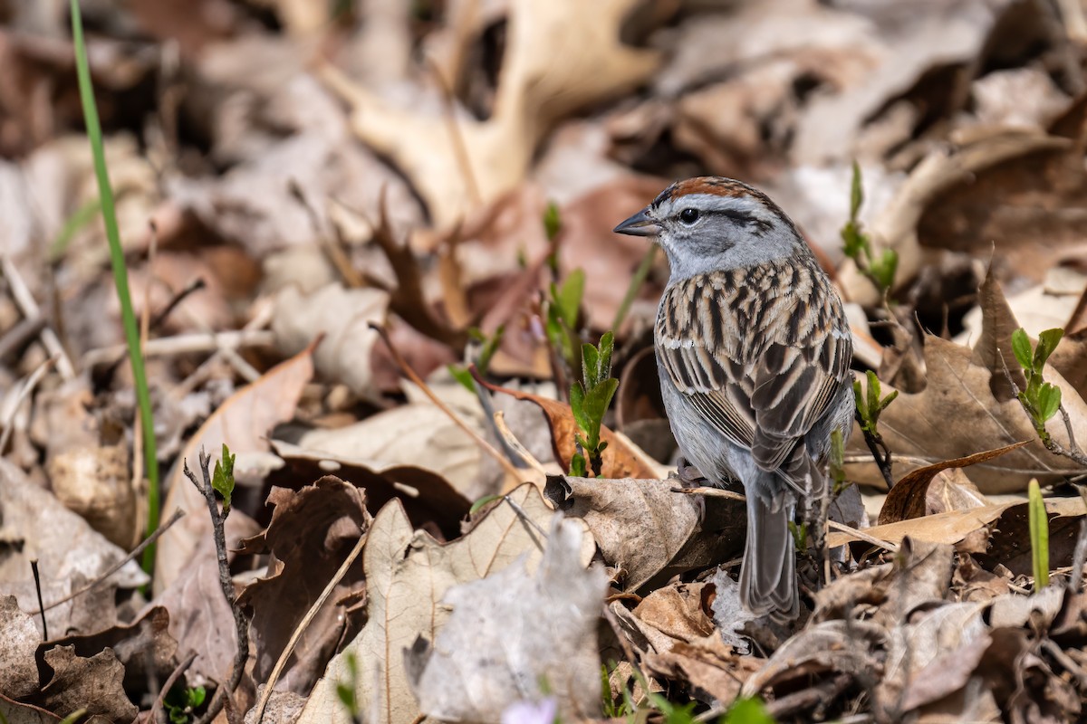 Chipping Sparrow - ML617967712