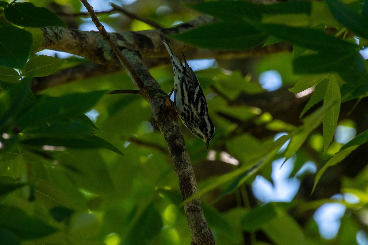 Black-and-white Warbler - ML617967733
