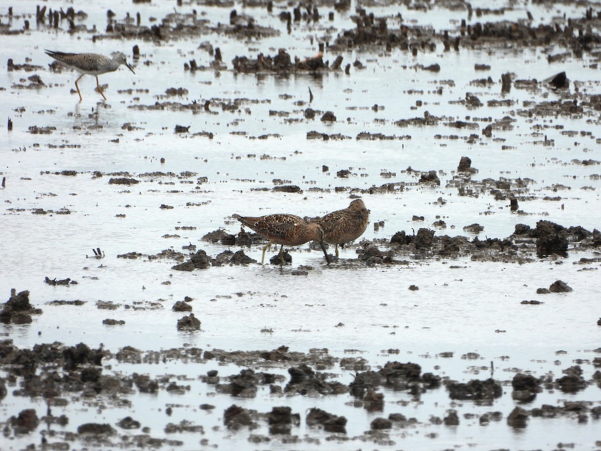 Long-billed Dowitcher - ML617967735