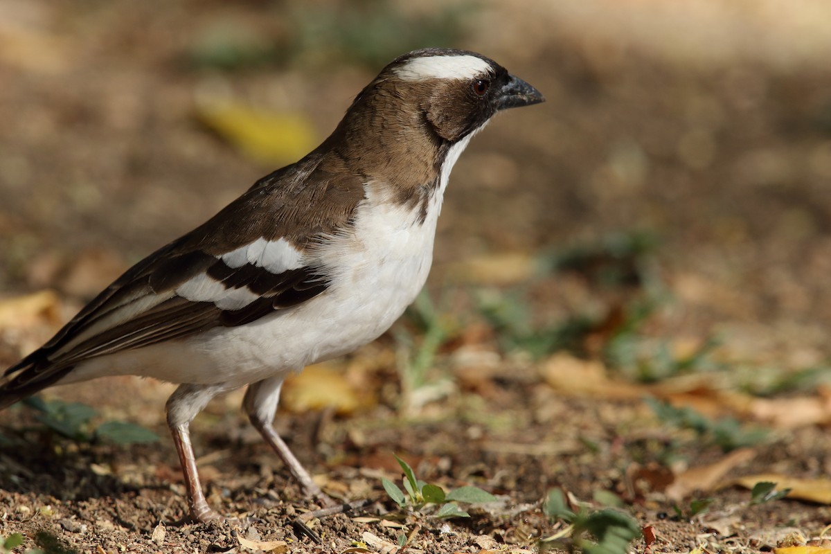 White-browed Sparrow-Weaver - ML617967759