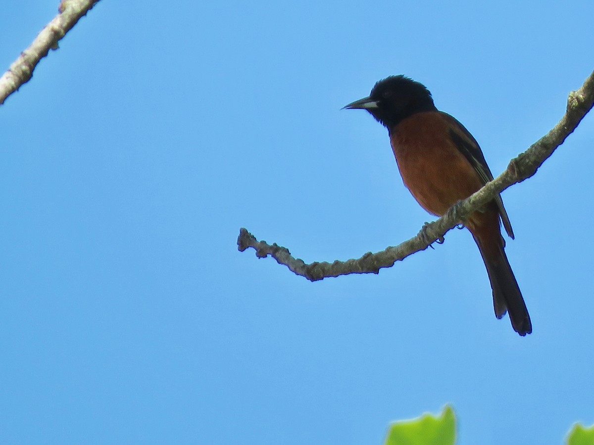 Orchard Oriole - ML617967885