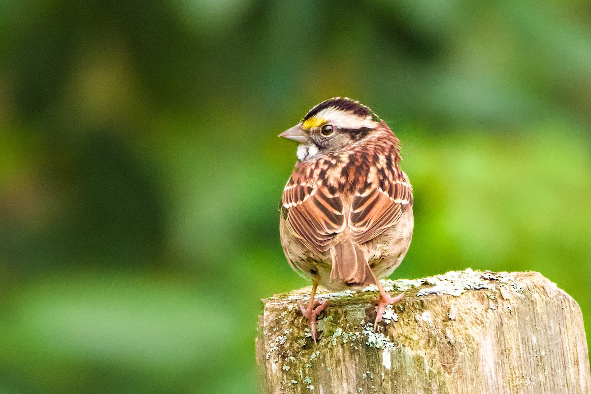 White-throated Sparrow - John Frazier
