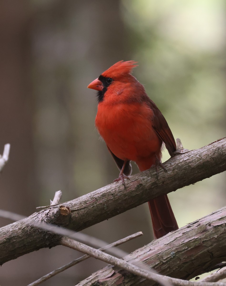 Northern Cardinal (Common) - ML617967887