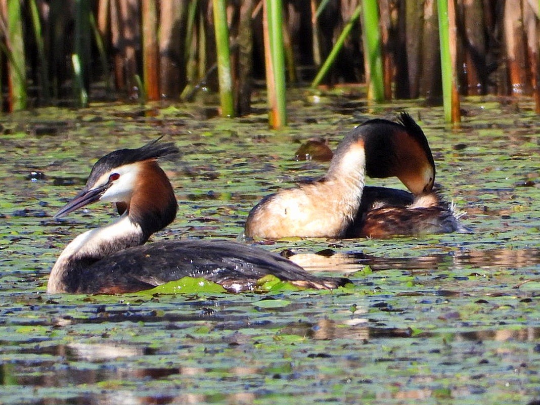 Great Crested Grebe - ML617967904