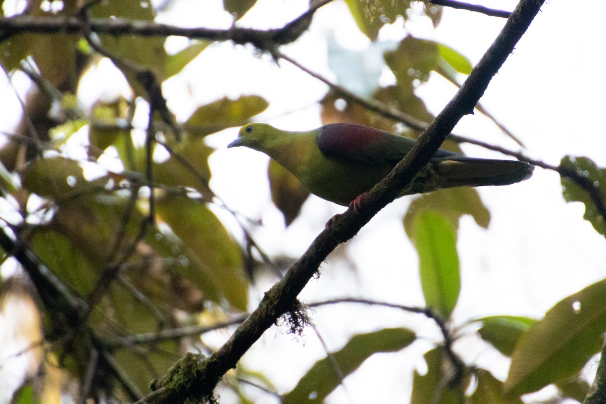 Wedge-tailed Green-Pigeon - Tarun Menon