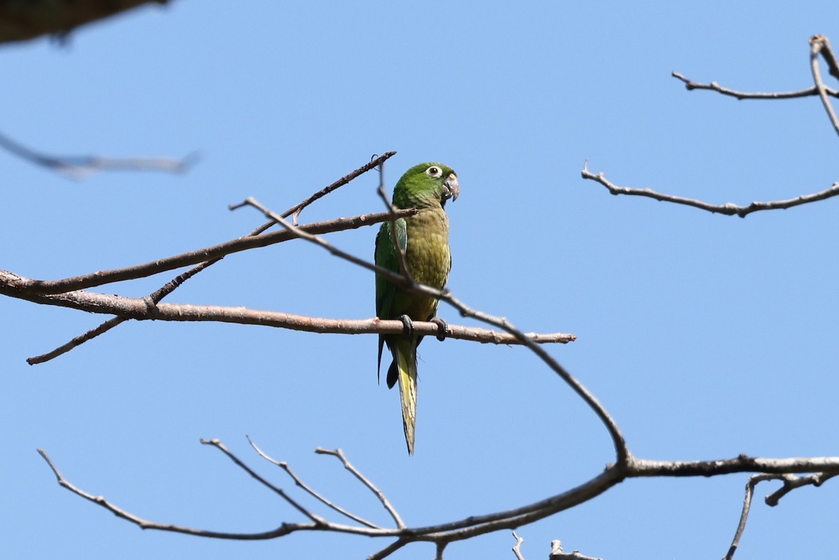 Olive-throated Parakeet - ML617967941