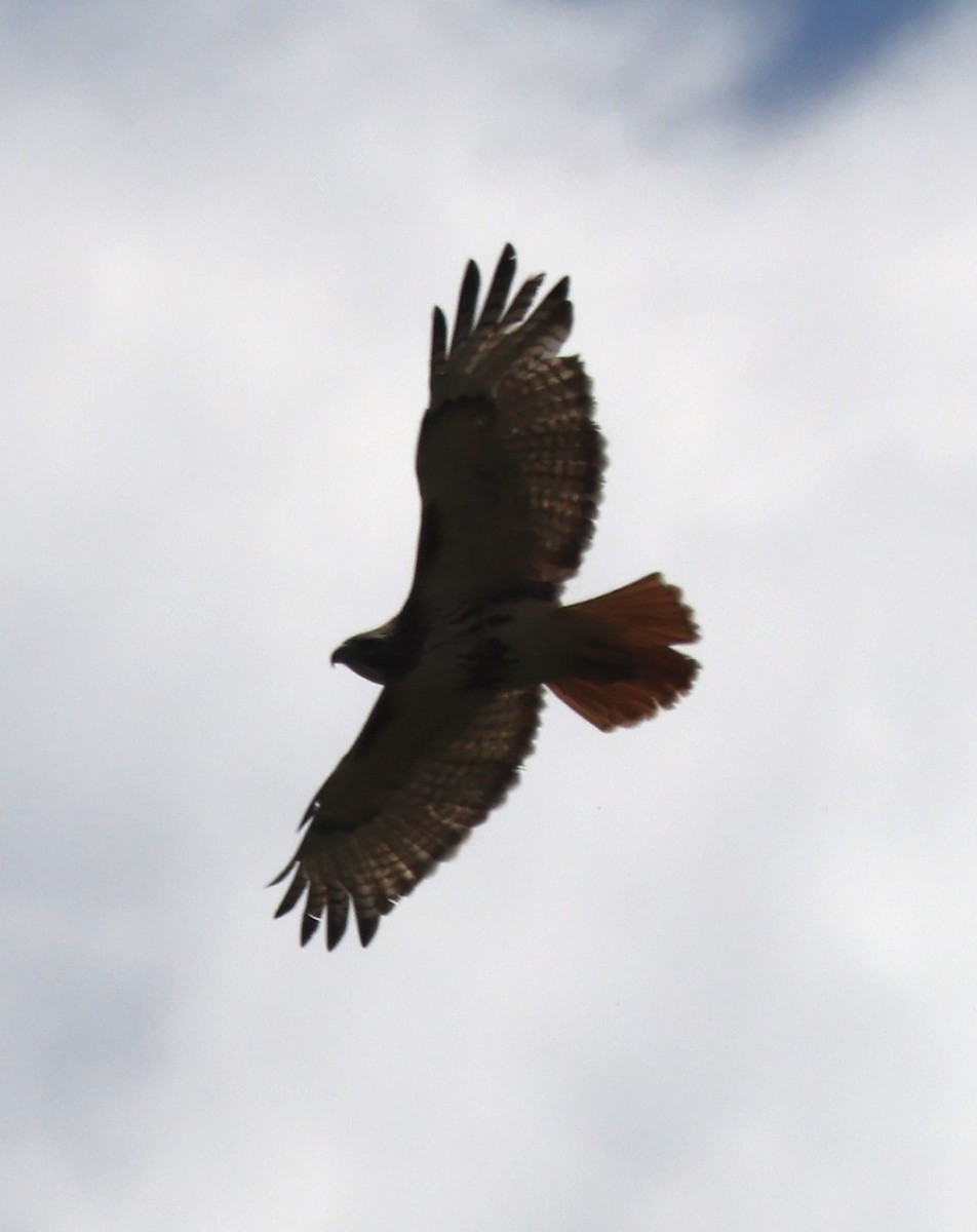 Red-tailed Hawk (borealis) - ML617967943