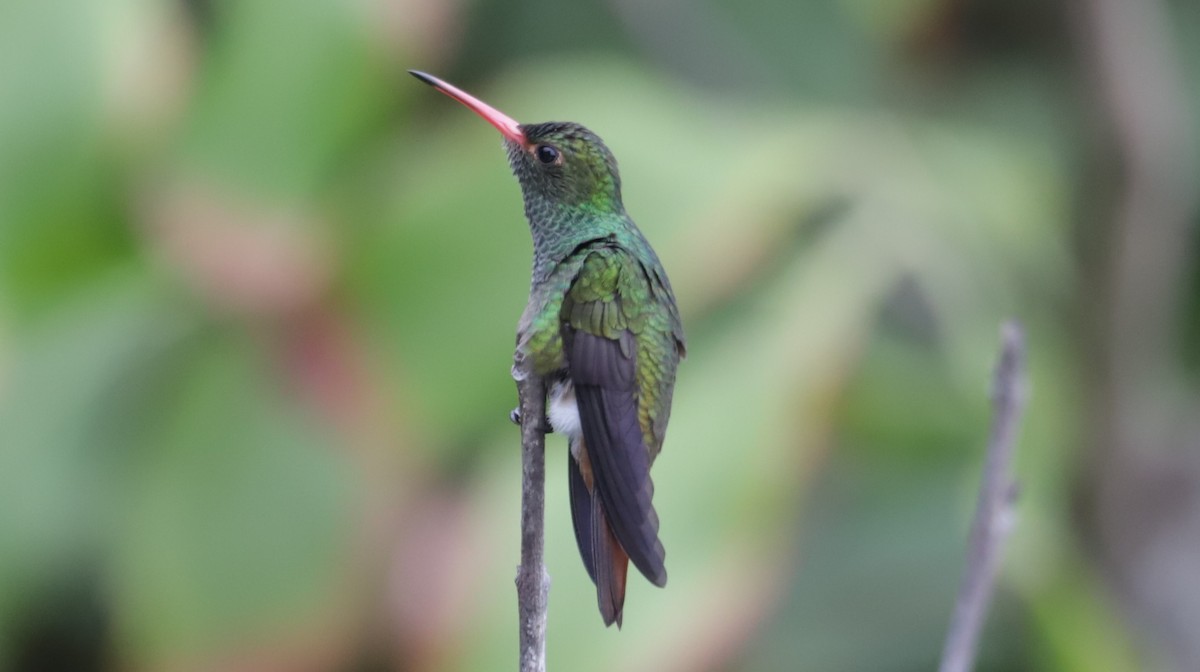 Rufous-tailed Hummingbird - Andres Felipe Bonilla
