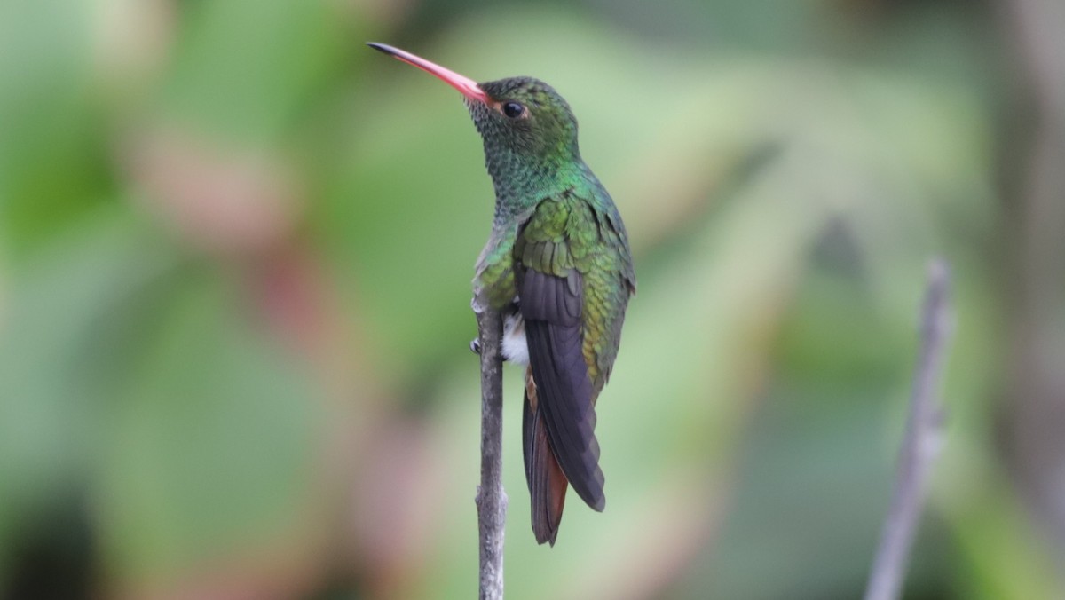 Rufous-tailed Hummingbird - ML617967947
