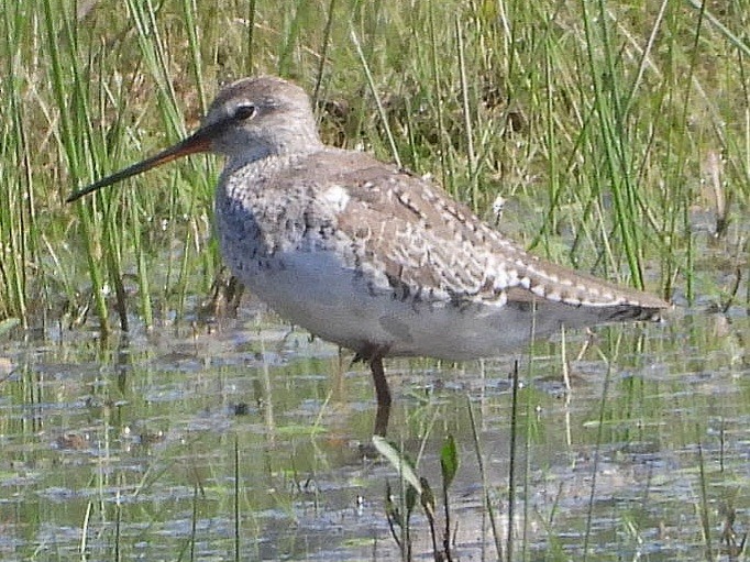 Spotted Redshank - ML617967961