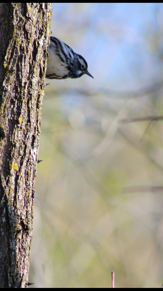 Black-and-white Warbler - Bro Co.