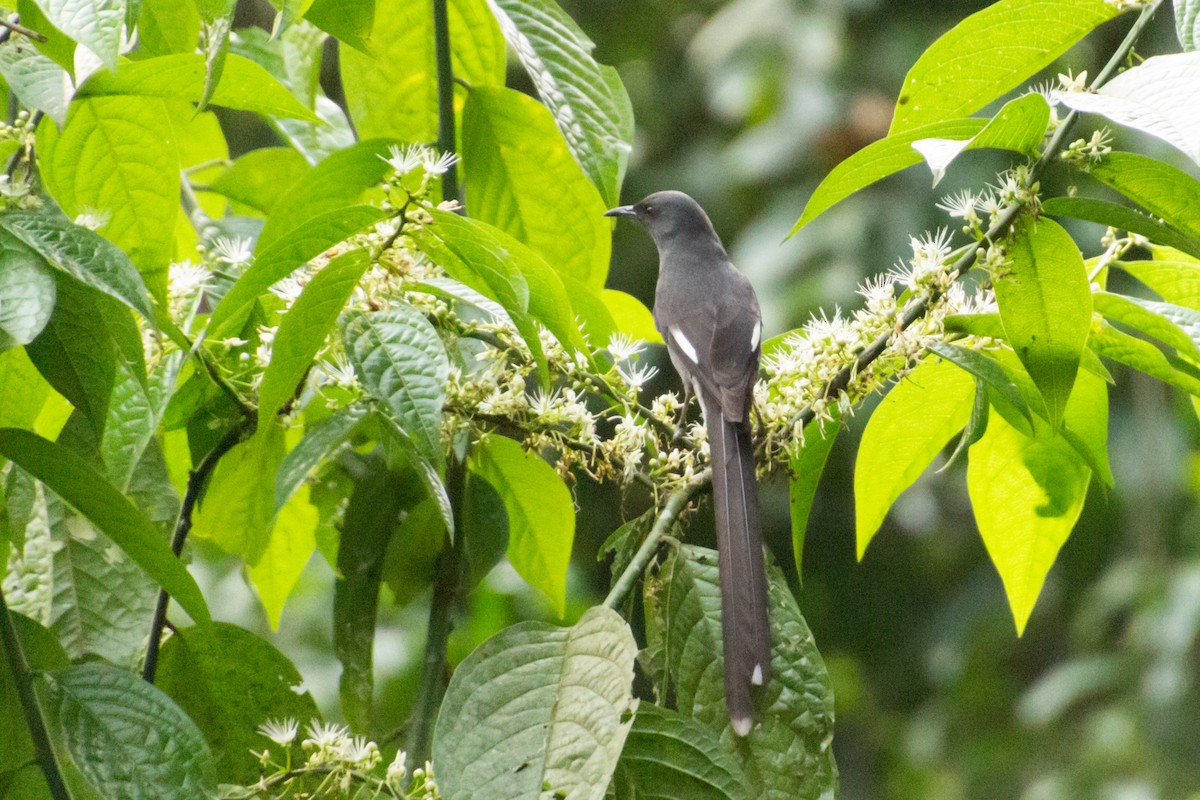 Long-tailed Sibia - Tarun Menon