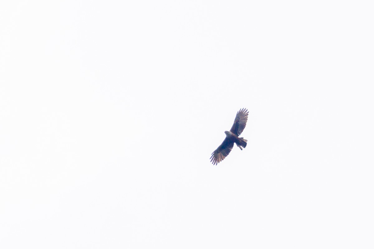 Rufous-bellied Eagle - Tarun Menon