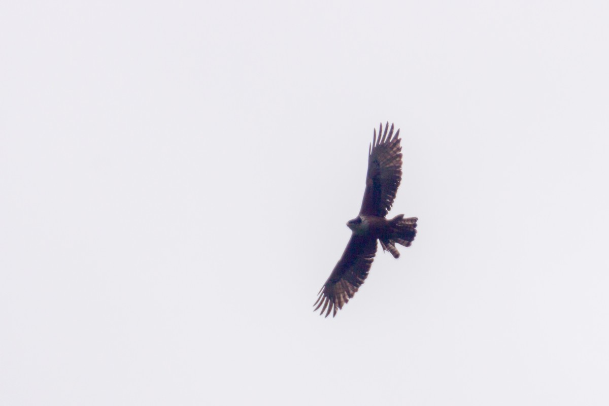 Rufous-bellied Eagle - Tarun Menon