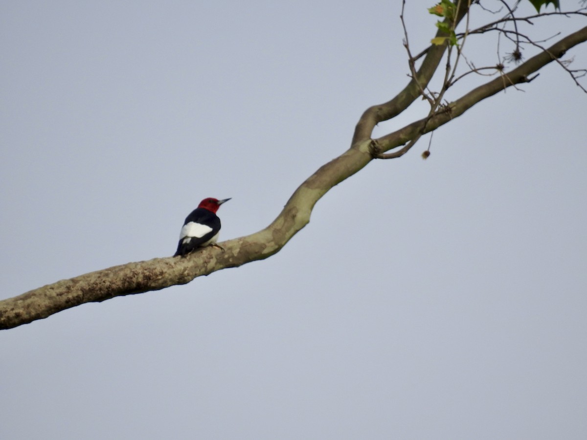 Red-headed Woodpecker - Seema Sheth