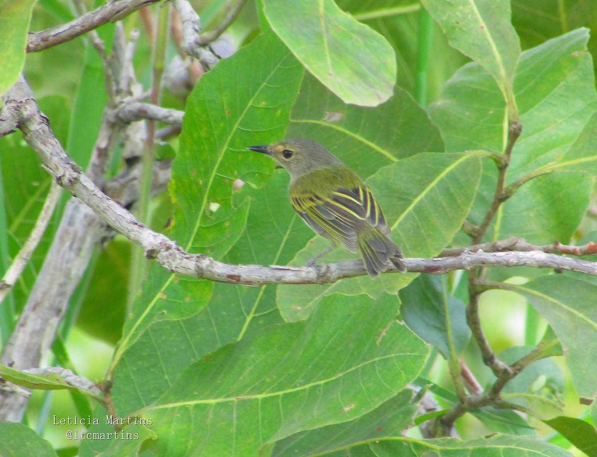 Rusty-fronted Tody-Flycatcher - ML617968097